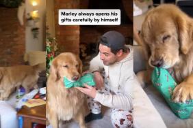 Video: Golden Retriever Unwraps Christmas Gifts by Himself