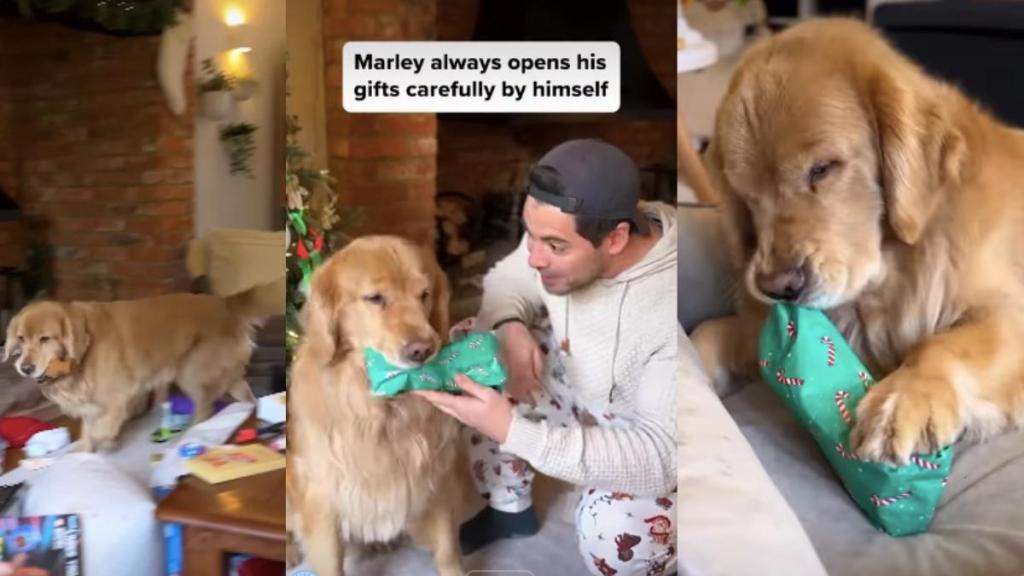 Video: Golden Retriever Unwraps Christmas Gifts by Himself