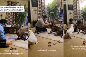 Video: Foster Dog Learns To Play First Time in Her Life