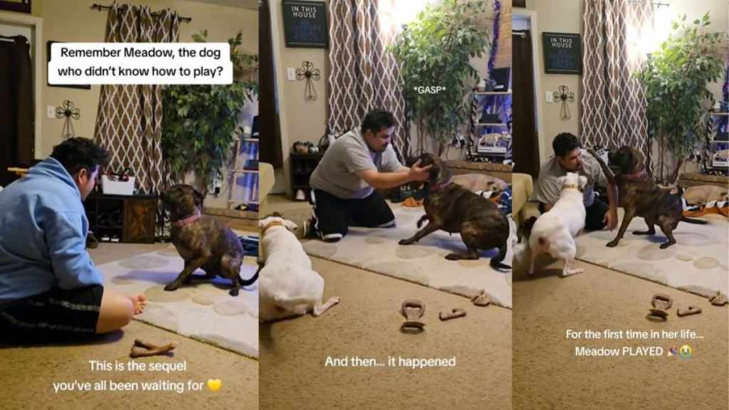 Video: Foster Dog Learns To Play First Time in Her Life