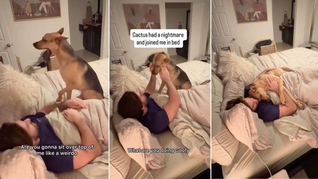 Rescue Dog Has a Nightmare So He Cuddles With Owner in Bed