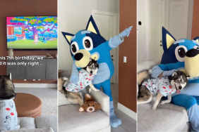 Video: Dog Obsessed With Bluey Gets Best Birthday Surprise