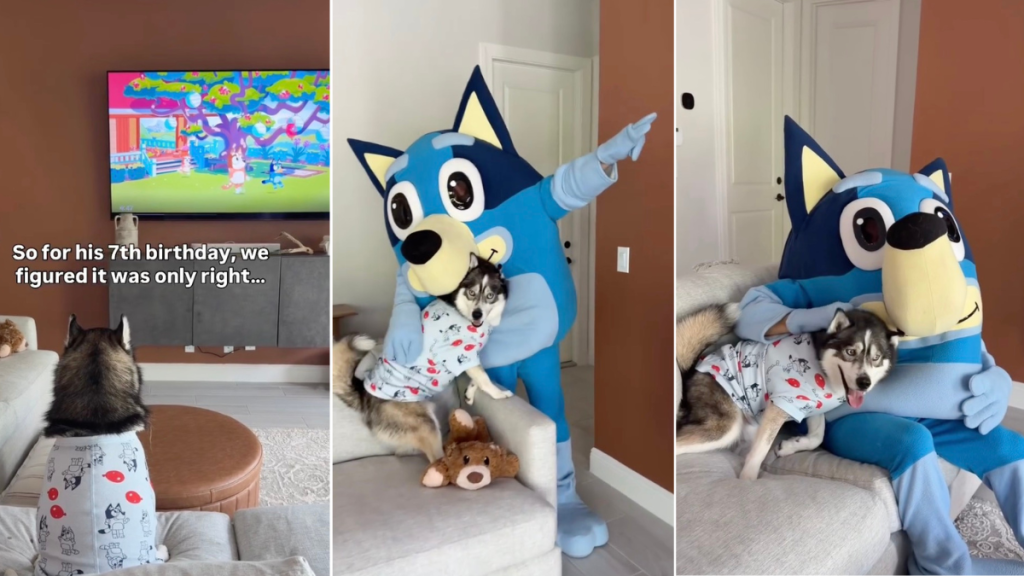 Video: Dog Obsessed With Bluey Gets Best Birthday Surprise