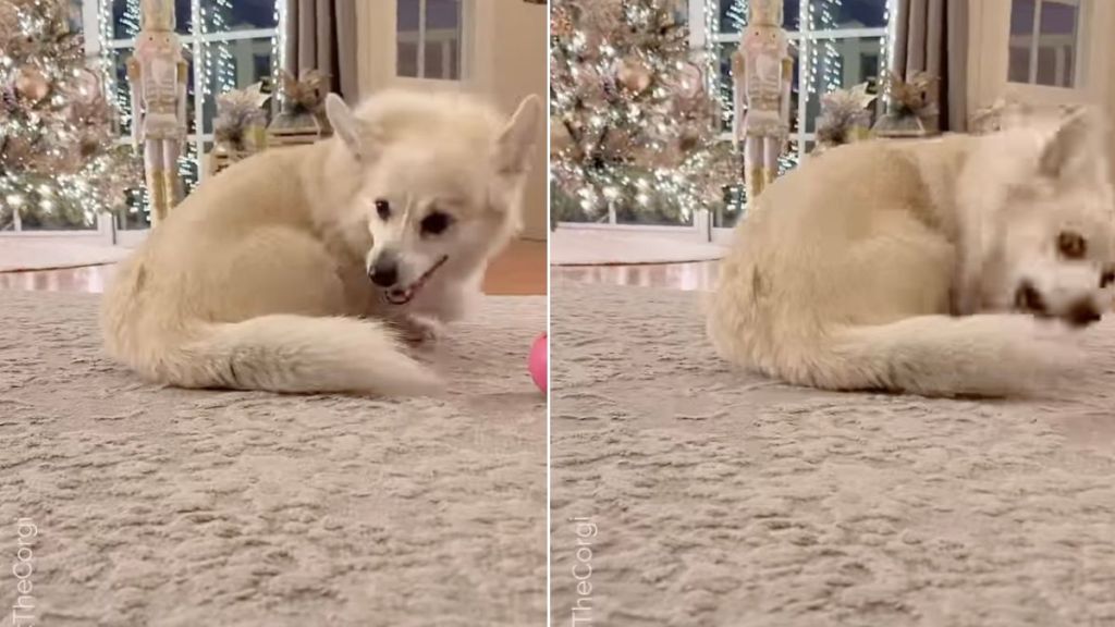 Dog Does the Most Dog-Like Thing in Hilarious Video