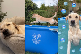 Owner Tries To Ban Dog From Swimming but It Doesn’t Work