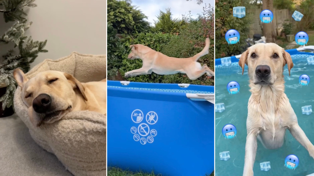 Owner Tries To Ban Dog From Swimming but It Doesn’t Work