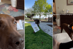 Video: Dog Loves Bringing Owner Kids' Books for Story Time