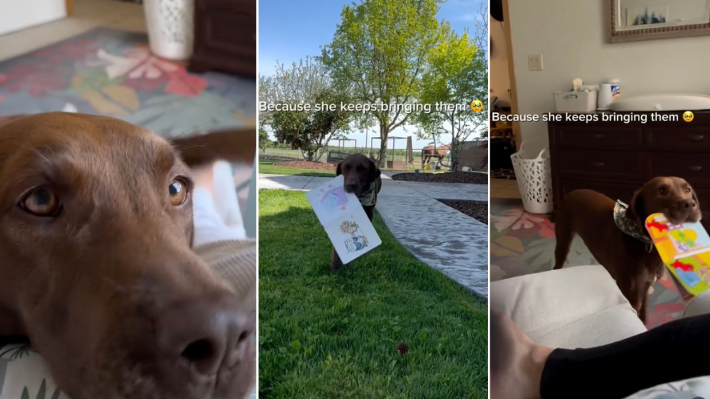 Video: Dog Loves Bringing Owner Kids' Books for Story Time