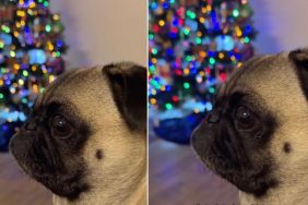 Dog's Christmas Budget Only Fits Two Licks & a Zoomie This Year