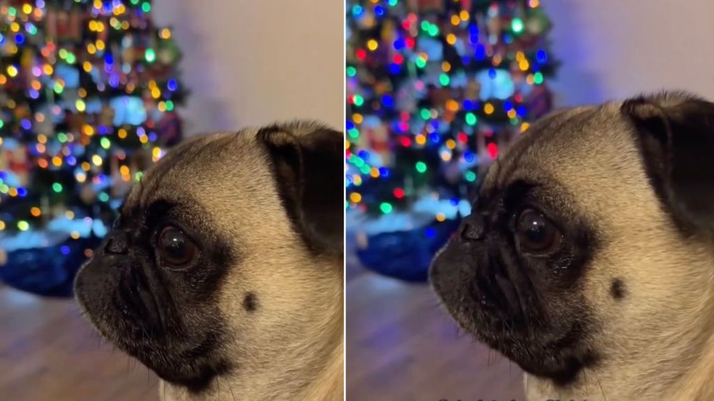 Dog's Christmas Budget Only Fits Two Licks & a Zoomie This Year