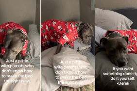 Video: Pit Bull Fixes His Bed After Parents Do It Wrong