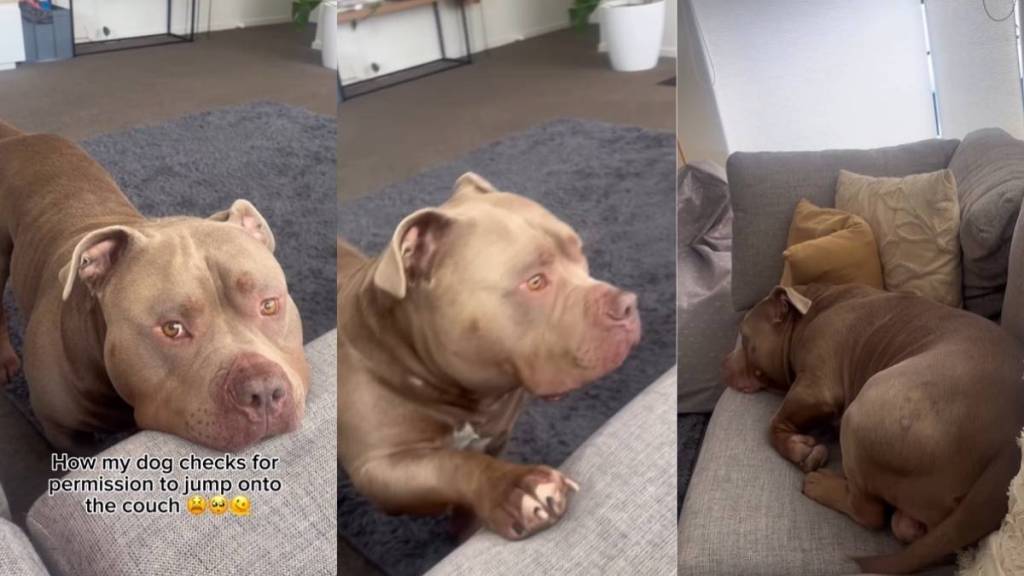 Video: Bully Takes Owner's Permission Before Jumping on Couch