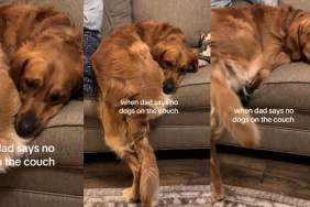 Video: Golden Retriever Does This When Dad Says No to Couch