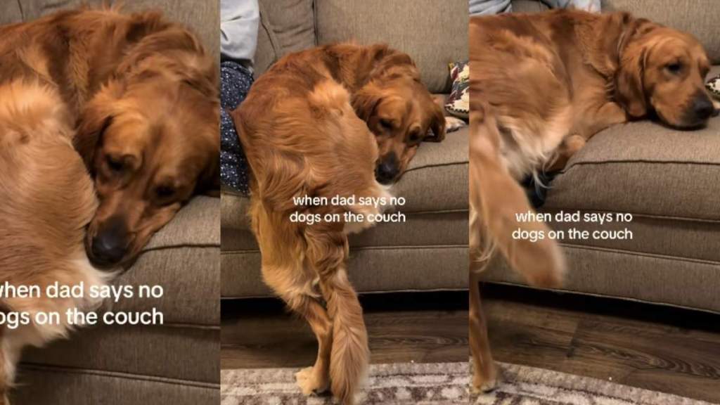 Video: Golden Retriever Does This When Dad Says No to Couch