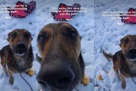 Dogs Don't Care About the View, They Want the Ball in Cute Video