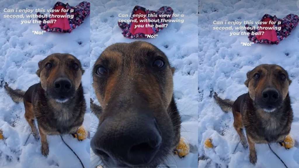 Dogs Don't Care About the View, They Want the Ball in Cute Video