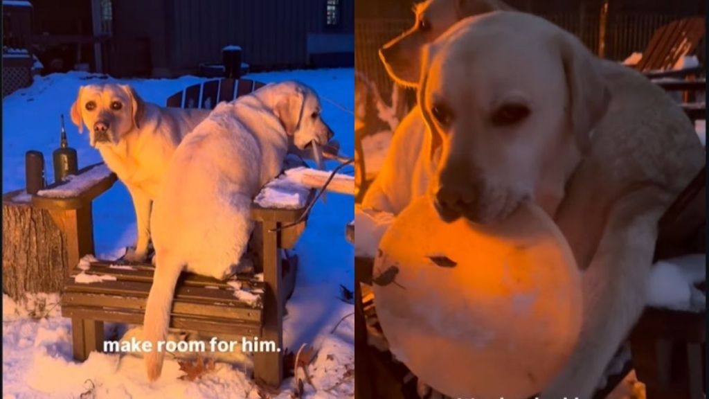 Labradors Want to Sit by the Fireside but Aren't Willing to Share Space