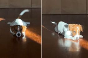 Video Shows It's Possible for a Puppy to Have Too Many Thoughts at Once