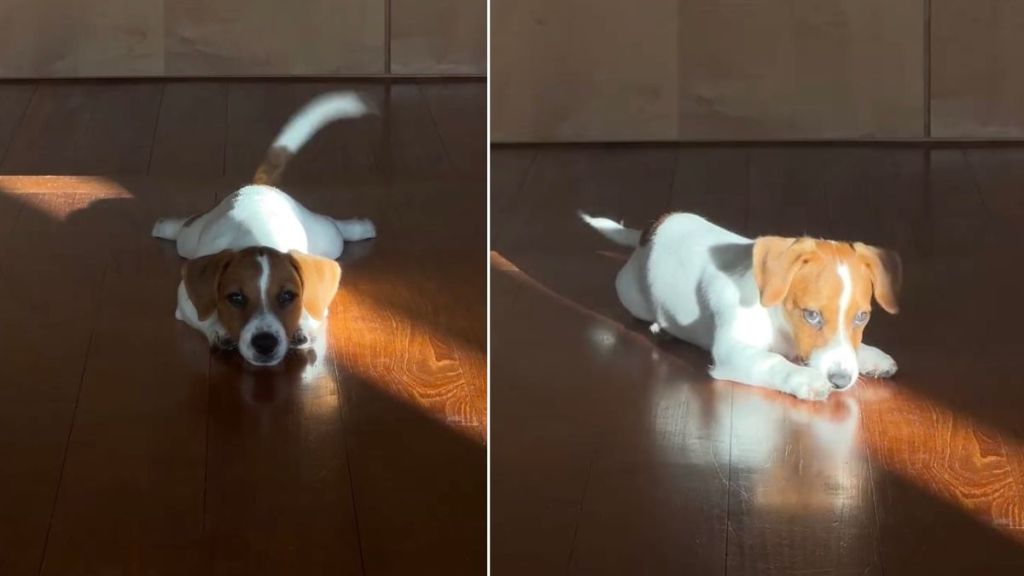 Video Shows It's Possible for a Puppy to Have Too Many Thoughts at Once