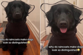Video: Australian Shepherd Looks ‘So Distinguished’ in Raincoat