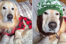 Video: Owner Can’t Stop Buying Winter Clothing for Dog