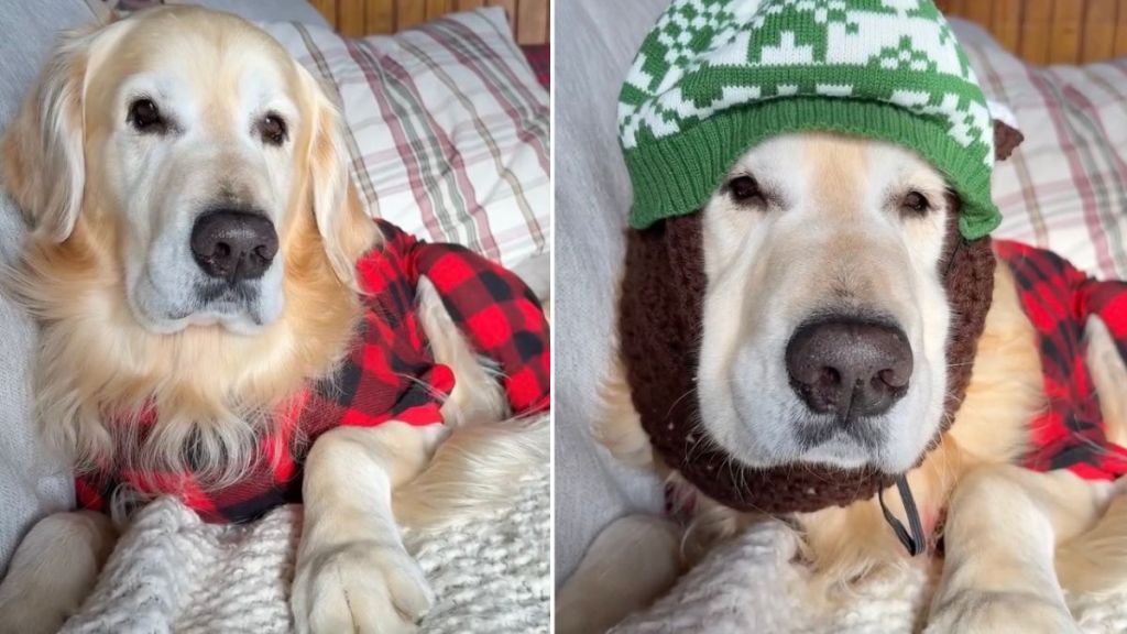 Video: Owner Can’t Stop Buying Winter Clothing for Dog