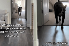 Dog Doesn't Pay Any Bills & Is Still the Wifi Password in Funny Video