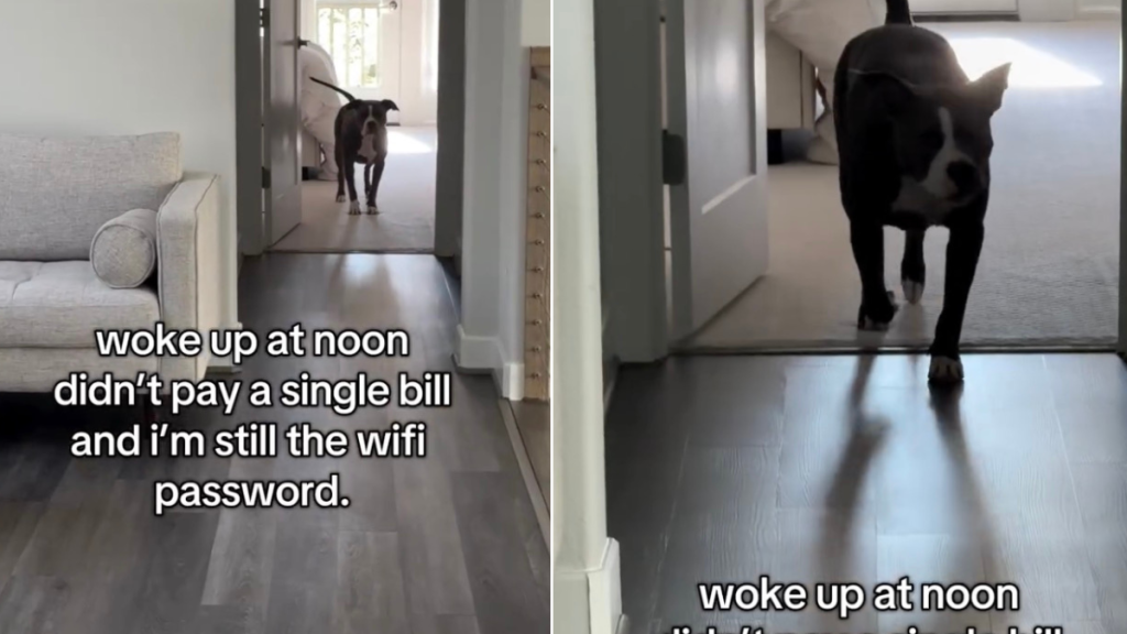 Dog Doesn't Pay Any Bills & Is Still the Wifi Password in Funny Video