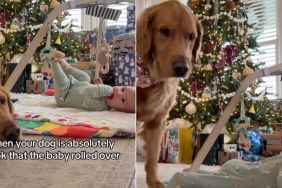 Golden Retriever Is 'Absolutely Shook' When Little Baby Does This
