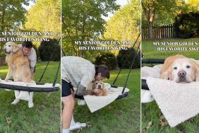 Video: Senior Golden Retriever Enjoys His Favorite Swing