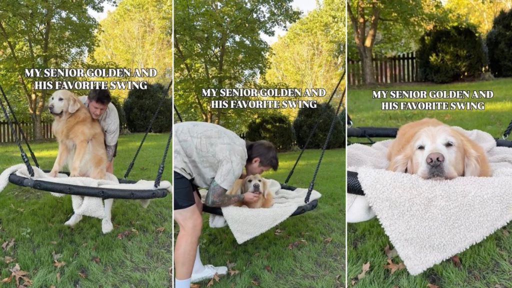 Video: Senior Golden Retriever Enjoys His Favorite Swing