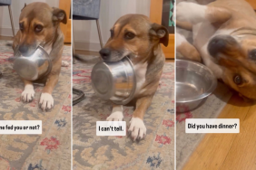 Rescue Puppy Has the Cutest Way of Asking for Food in Viral Video