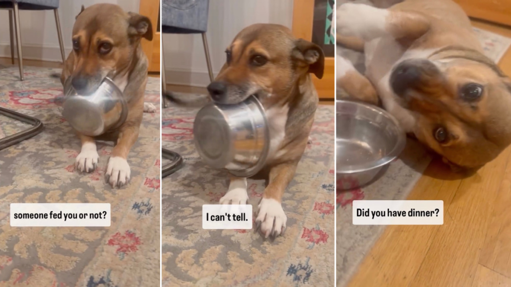Rescue Puppy Has the Cutest Way of Asking for Food in Viral Video