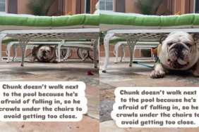 Dog Is Scared of Swimming Pool So He Found This Cute Way To Dodge It