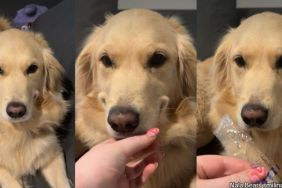 Video: Golden Retriever's Smile Hides a Sneaky Little Secret