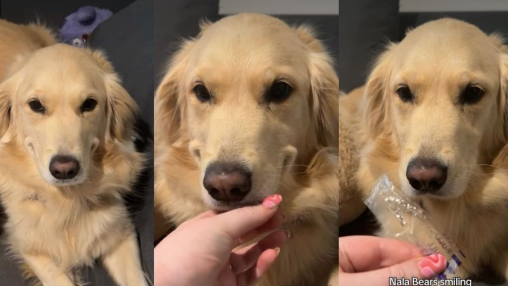 Video: Golden Retriever's Smile Hides a Sneaky Little Secret