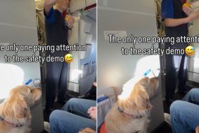 Golden Retriever Is Focused on Flight Attendant’s Safety Demo