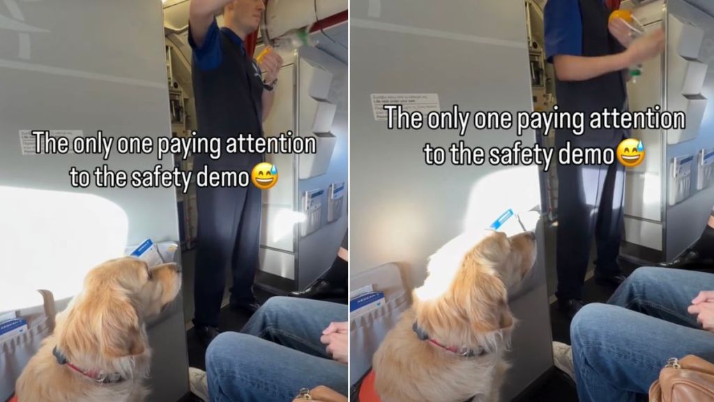 Golden Retriever Is Focused on Flight Attendant’s Safety Demo