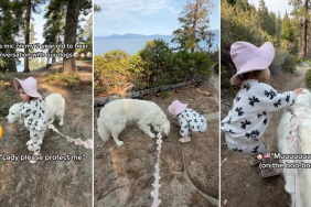 Video: Toddler Warns Golden Retriever About Approaching Stairs