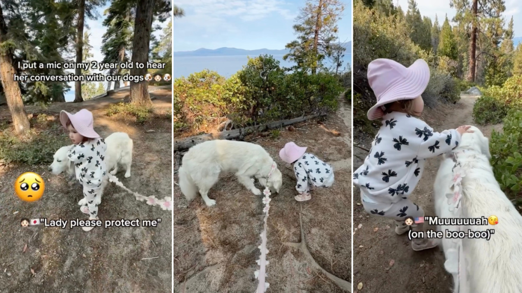 Video: Toddler Warns Golden Retriever About Approaching Stairs