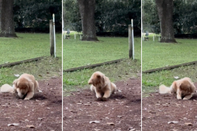 Golden Retriever Aggressively Digs Dirt, Leaves Owner Guessing Why