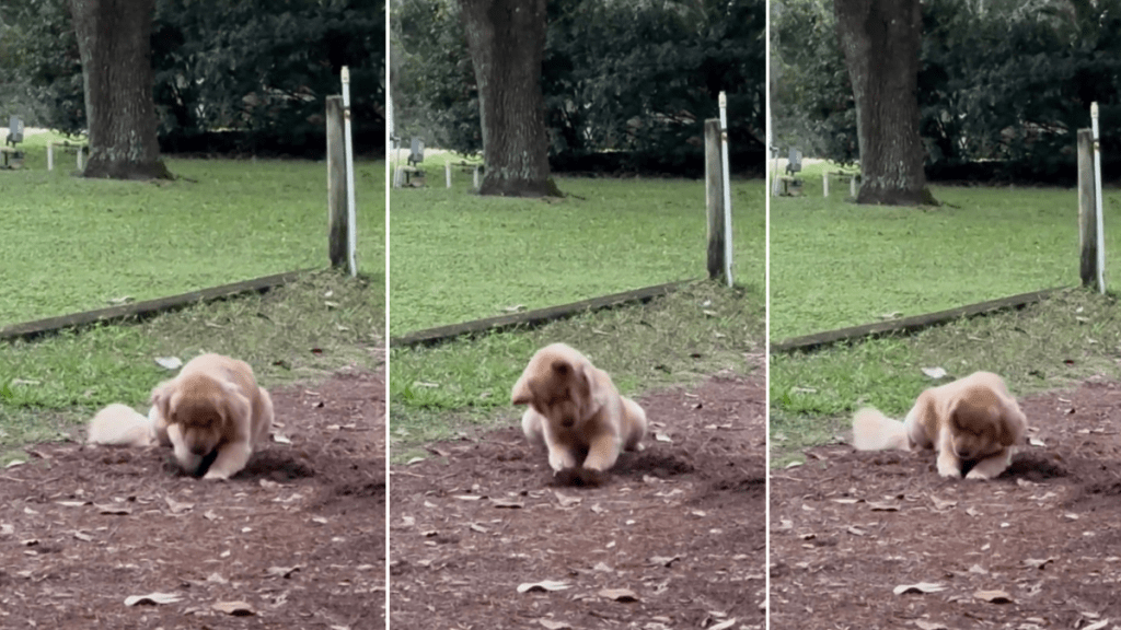 Golden Retriever Aggressively Digs Dirt, Leaves Owner Guessing Why