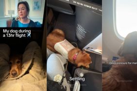 Video: Dog Is the Best 'Travel Pawtner' in 13-Hour Flight