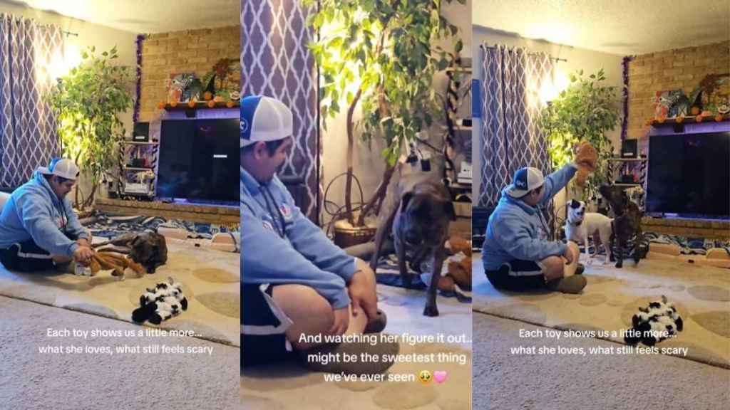 Video: Foster Dog Explores Toys for the Very First Time