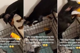 Video: This Dog Takes 'Rescue Toy Mission' Very Seriously