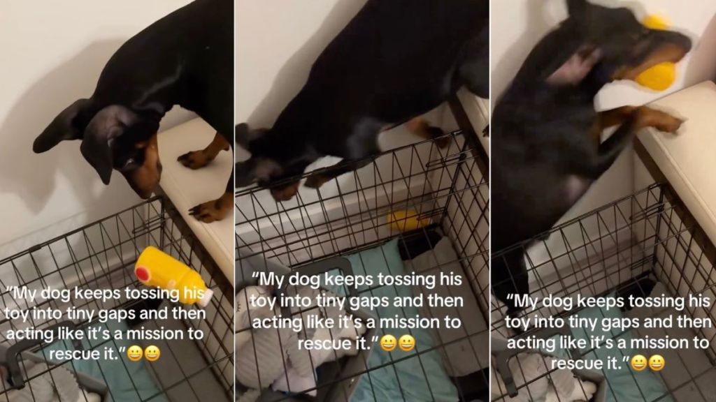 Video: This Dog Takes 'Rescue Toy Mission' Very Seriously