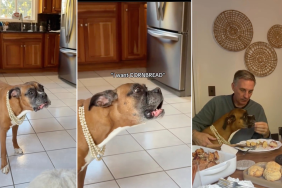 Dog Reacts to Grandpa Telling Her 'No' Repeatedly