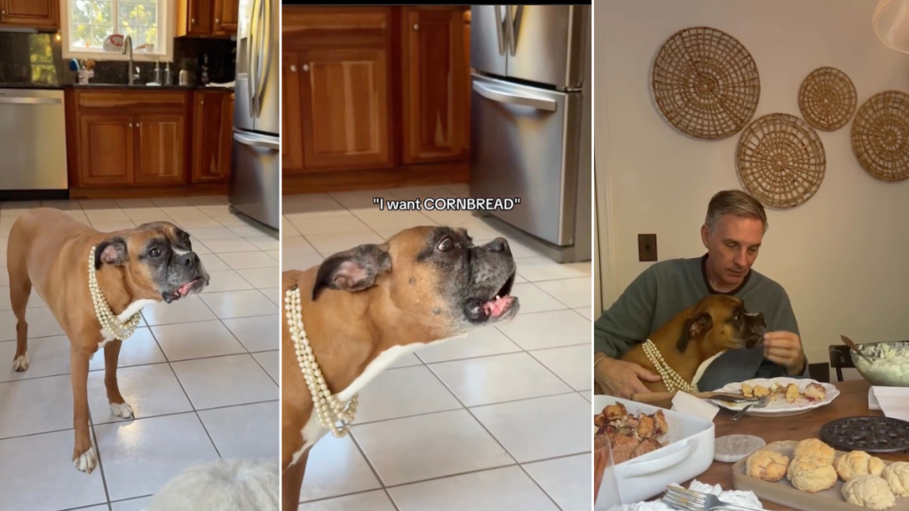 Dog Reacts to Grandpa Telling Her 'No' Repeatedly