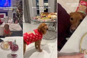 Golden Retriever Makes the Saddest Face When No One Pays Cheese Tax