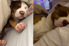 Dog Grows up ‘In the Blink of an Eye’ in Heartwarming Video